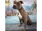 Adopt Sarge a Pit Bull Terrier