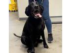 Adopt Hunter a Labrador Retriever