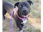 Adopt ACE a Pit Bull Terrier, Mixed Breed