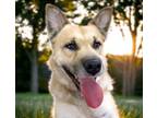 Adopt JULIEN* a German Shepherd Dog, Mixed Breed