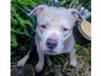 Adopt NUGGET a Pit Bull Terrier