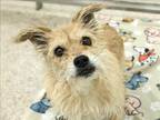 Adopt BUDDY a Terrier