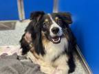 Adopt WONDER* a Australian Shepherd