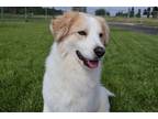 Adopt Brawny a Great Pyrenees