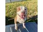 Adopt MACHO a Pit Bull Terrier, Mixed Breed