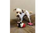 Adopt CULLEN a West Highland White Terrier / Westie, Poodle