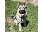 Adopt T.J. a German Shepherd Dog, Siberian Husky