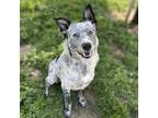 Adopt TY a Australian Cattle Dog / Blue Heeler, Mixed Breed