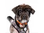 Adopt Snickers 11797 a Havanese