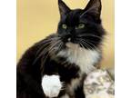 Adopt Boots a Domestic Long Hair
