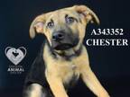 Adopt CHESTER a German Shepherd Dog