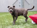 Adopt HUDSON a Pit Bull Terrier
