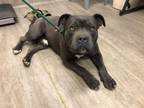 Adopt A514238 a Pit Bull Terrier