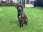 Adopt BLACKY a Pit Bull Terrier