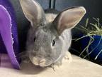 Adopt SONIC a Bunny Rabbit