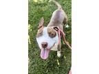 Adopt TAD a Pit Bull Terrier