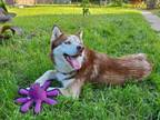 Adopt REDDING a Siberian Husky