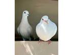 Adopt Nightguard And Snowbird a Dove