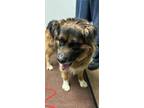 Adopt Dr. Pork Chop a German Shepherd Dog, Chow Chow