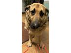 Adopt Ham a German Shepherd Dog, Mixed Breed