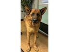 Adopt Woody a German Shepherd Dog, Mixed Breed