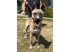 Adopt Sid a Shepherd, Mixed Breed