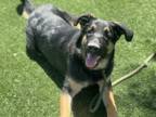 Adopt NVICTOR a Rottweiler, Mixed Breed