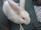 Adopt RED a Bunny Rabbit