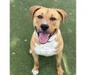 Adopt WAFFLES a Labrador Retriever