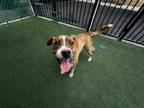 Adopt MILTON a Pit Bull Terrier, Mixed Breed