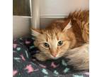 Adopt Simba a Domestic Long Hair