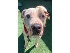 Adopt Wally a Pit Bull Terrier