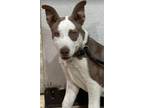 Adopt Sterling a Cattle Dog