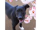 Adopt Lopez a Labrador Retriever, Pit Bull Terrier