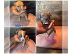 American Bully PUPPY FOR SALE ADN-781203 - 9 week old American bully pup