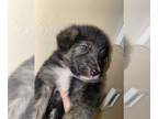 German Shepherd Dog-Goldendoodle Mix PUPPY FOR SALE ADN-781220 - Shepadoodle