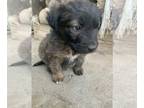 Mutt PUPPY FOR SALE ADN-781252 - Active and playful mutt puppies