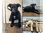 Shepradors PUPPY FOR SALE ADN-781268 - Beautiful German ShepLab Pups