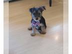 Yorkshire Terrier PUPPY FOR SALE ADN-781378 - Male Yorkie Puppy