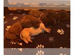 Labrador Retriever PUPPY FOR SALE ADN-781379 - AKC Chocolate Lab