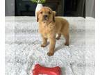 Golden Retriever PUPPY FOR SALE ADN-781384 - Golden Retriever Puppy
