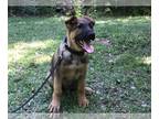 German Shepherd Dog PUPPY FOR SALE ADN-781387 - GSD Puppies