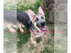 German Shepherd Dog PUPPY FOR SALE ADN-781388 - Smokie Jos Miss Strawberry