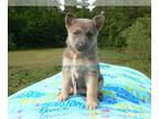 German Shepherd Dog PUPPY FOR SALE ADN-781391 - Foxys Miss Blushing Amber