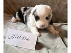 Australian Shepherd PUPPY FOR SALE ADN-781396 - Australian Shepherd Puppies