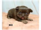 Chihuahua PUPPY FOR SALE ADN-781399 - AKC BEE