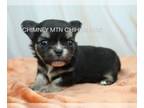 Chihuahua PUPPY FOR SALE ADN-781402 - AKC JUNIE