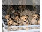 Golden Retriever PUPPY FOR SALE ADN-781411 - Golden retriever puppies