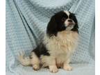 Pekingese PUPPY FOR SALE ADN-781413 - Hawkeye