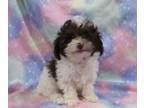 Poodle (Toy) PUPPY FOR SALE ADN-781418 - Choc parti toy poodles